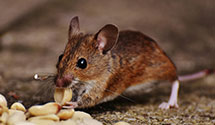 24 Hour & Emergency Exterminators in Canyon Cntry, CA